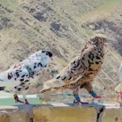shahidkhokhar311