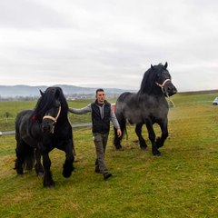 Horses