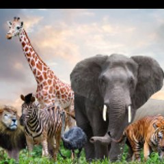 Animals World