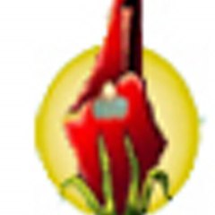 palsun73