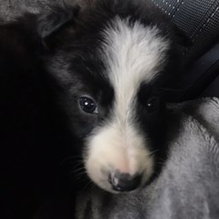 Lexi Lifeatherpaw