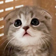 Lulu the Cat