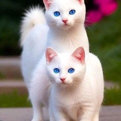 Cat Lover