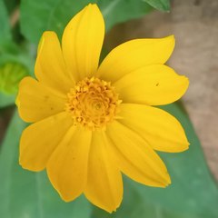 akshatha r