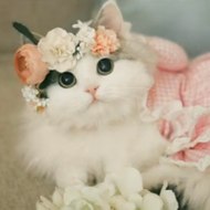 Art and cartoon zone