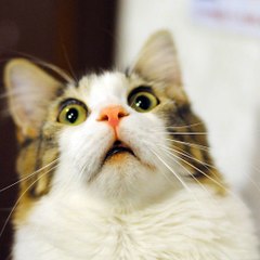 1111kittenfun