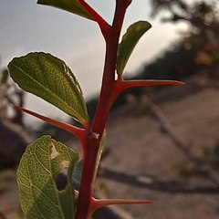 ✿ ¦ ෆǐｂᵋ∂ᵋг ¦