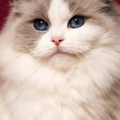 Amna Mirza funny channel