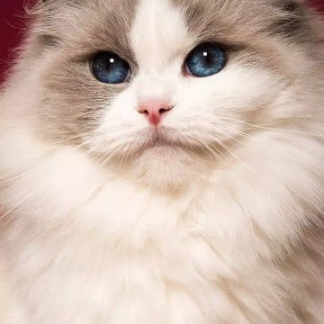 Amna Mirza funny channel