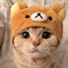 Little Cute Kittens