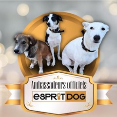 Nos chiens  en folie