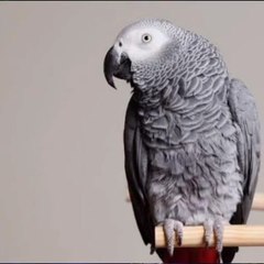 Moazzam kids adventure