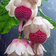 Natural Beauty