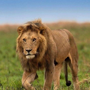 Animals story