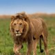 Animals story