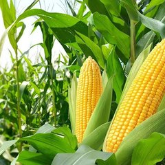 Cropmanagement