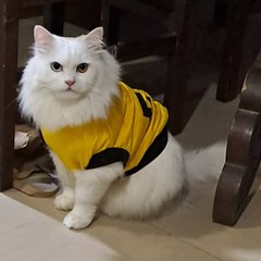 Mr.Carlos
