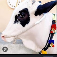 Tarlai Bull Craze