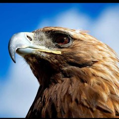 cute Bird's