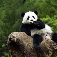 King Panda