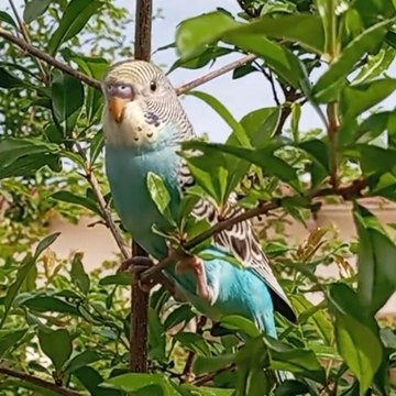 Animals and Birds