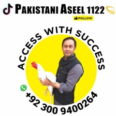 pakistaniaseel1122