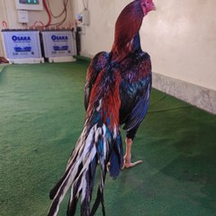 Pak aseel beuty