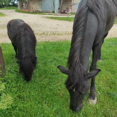 une_cavaliere_et_ses_2_poney