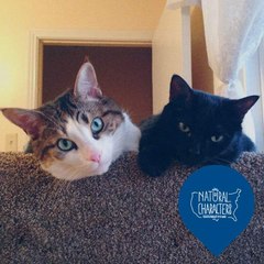 Pet love
