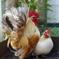 Hens & Pets