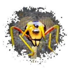 MACIEJM