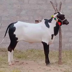 jaffargujjar786
