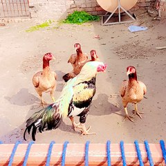 Aseel murga lovers