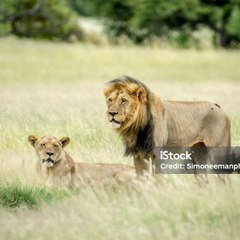 Animals Life
