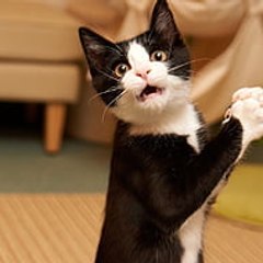 Funny cat animals