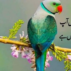 HD Anemal and fancy birds