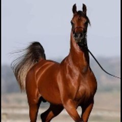 ARABIAN HORSES
