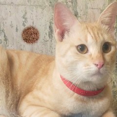 Daeng Malocit