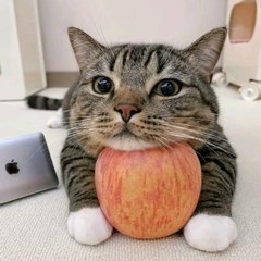 The Middle Pet Boy