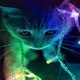 cat videos