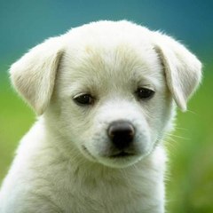 Puppy pets