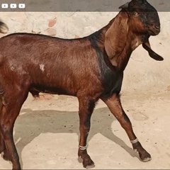 tariq