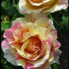 FULL TIME ENTERTAINMENT