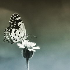 🦋 Little j 🦋
