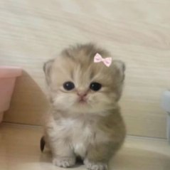 Cuteness Overload