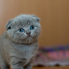 CATS ARE CRAZY