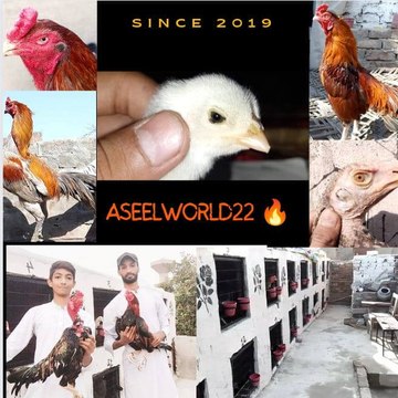 AseelWorld22