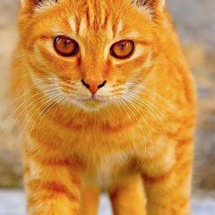 Cat Lover Dance Video