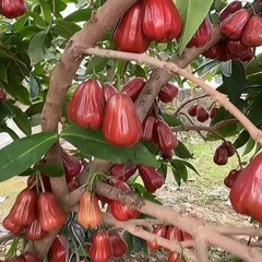 jillani herbal