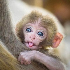 Monkey  B Nature